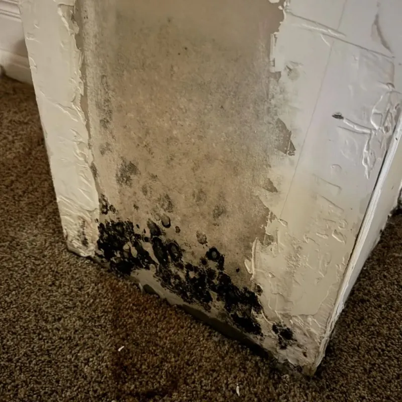 Professional Mold Removal in Williamston, SC